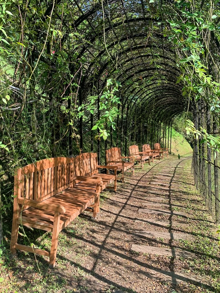 雅聞七里香玫瑰森林⟩苗栗頭屋免費景點，七里香玫瑰森林花園，一年四季都有不同的風情，走走步道呼吸芬多精，春秋兩季有玫瑰花海可欣賞 @果果愛Fruitlove