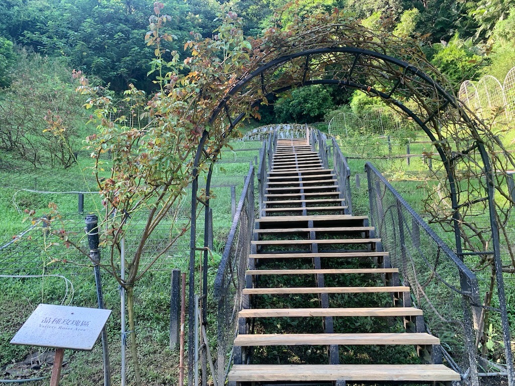 雅聞七里香玫瑰森林⟩苗栗頭屋免費景點，七里香玫瑰森林花園，一年四季都有不同的風情，走走步道呼吸芬多精，春秋兩季有玫瑰花海可欣賞 @果果愛Fruitlove