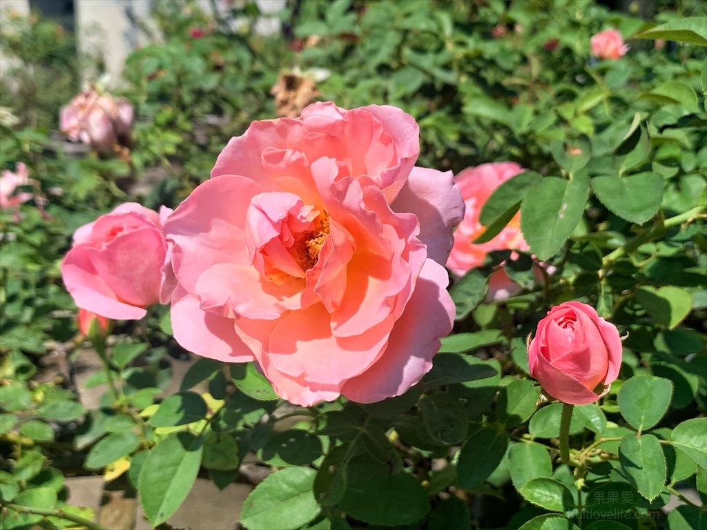 雅聞七里香玫瑰森林⟩苗栗頭屋免費景點，七里香玫瑰森林花園，一年四季都有不同的風情，走走步道呼吸芬多精，春秋兩季有玫瑰花海可欣賞 @果果愛Fruitlove