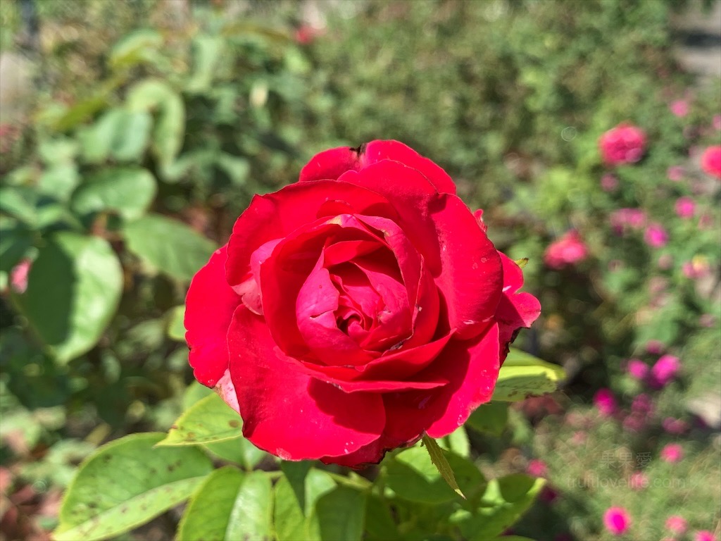 雅聞七里香玫瑰森林⟩苗栗頭屋免費景點，七里香玫瑰森林花園，一年四季都有不同的風情，走走步道呼吸芬多精，春秋兩季有玫瑰花海可欣賞 @果果愛Fruitlove