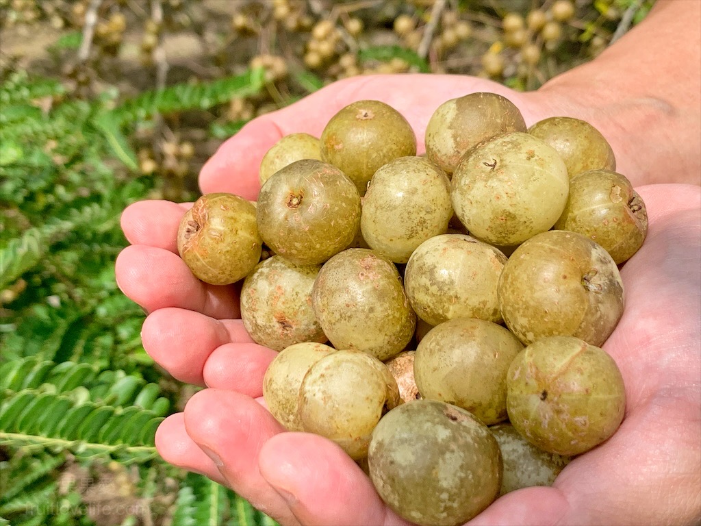 大埔鐵板燒德芳店⟩加菜不加錢，無限吃菜吃到飽-台中大里美食 @果果愛Fruitlove