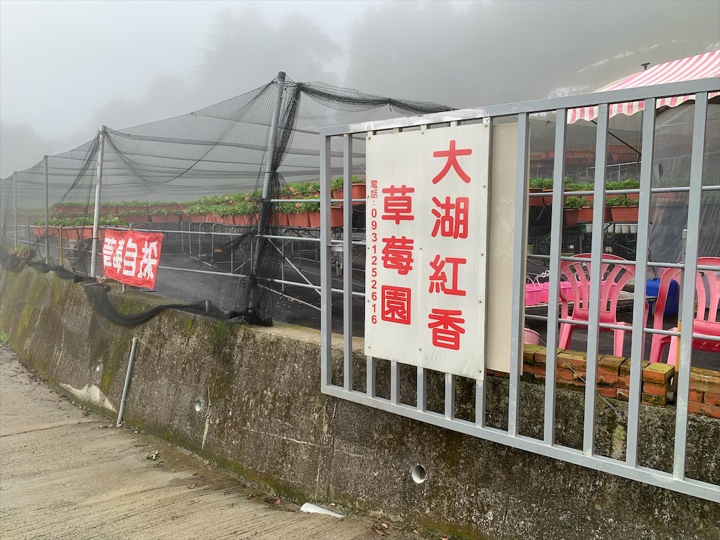 大湖紅香草莓園⟩苗栗大湖採草莓推薦，稀有紅花草莓香氣濃郁，高架草莓輕鬆採，無毒草莓安心吃/寵物友善 @果果愛Fruitlove