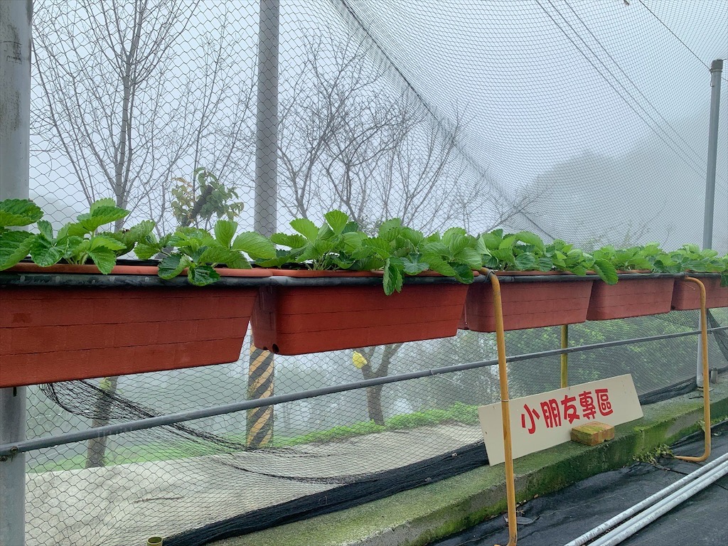 大湖紅香草莓園⟩苗栗大湖採草莓推薦，稀有紅花草莓香氣濃郁，高架草莓輕鬆採，無毒草莓安心吃/寵物友善 @果果愛Fruitlove