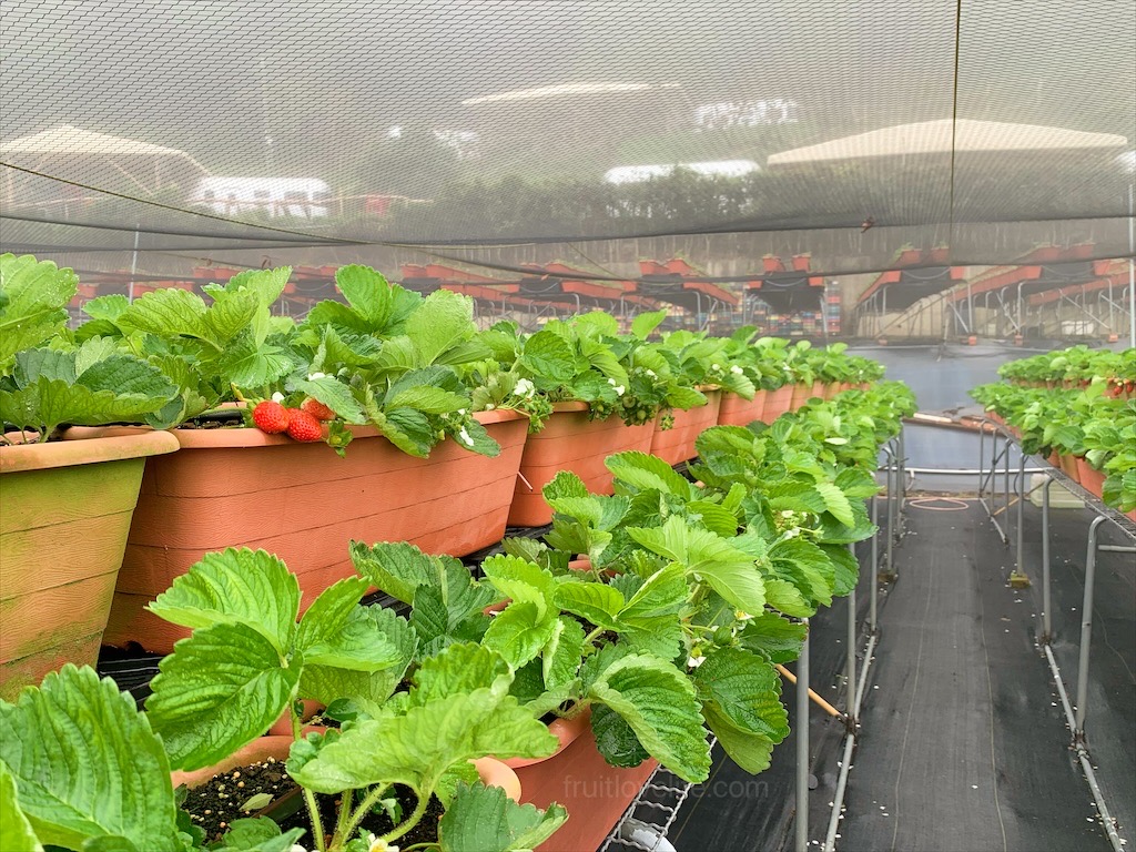 大湖紅香草莓園⟩苗栗大湖採草莓推薦，稀有紅花草莓香氣濃郁，高架草莓輕鬆採，無毒草莓安心吃/寵物友善 @果果愛Fruitlove