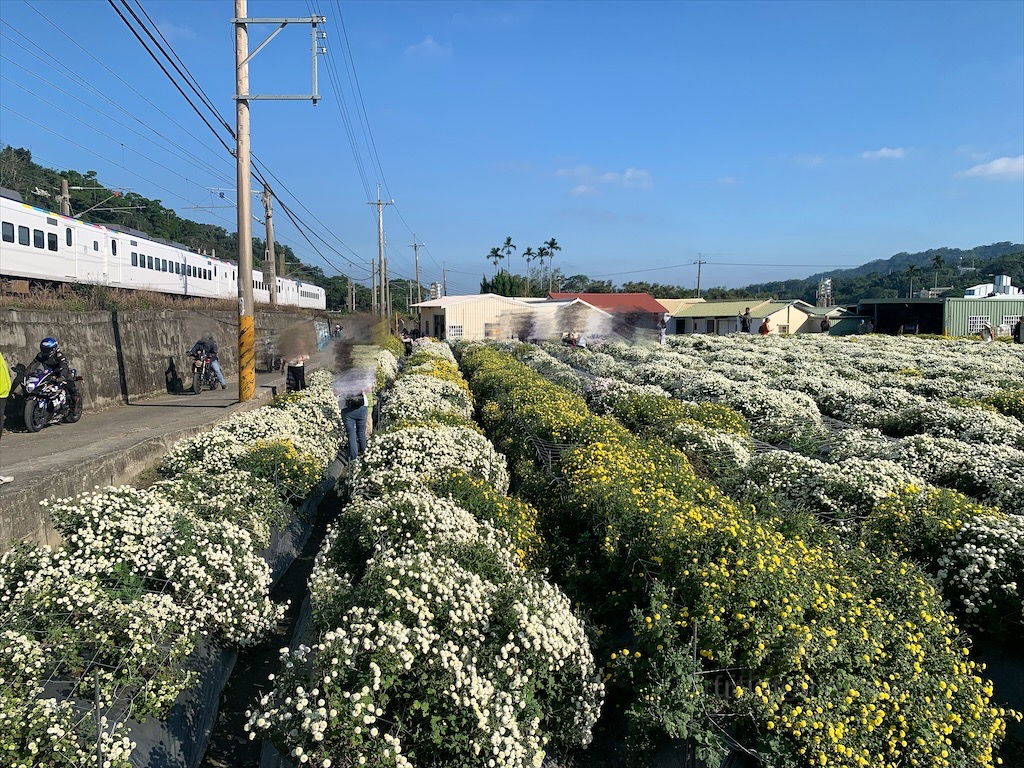 邱家古厝⟩苗栗銅鑼景點，季節限定的黃白紫杭菊花海，也是鐵道迷必追景點之一，火車、杭菊同時入鏡美不勝收 @果果愛Fruitlove