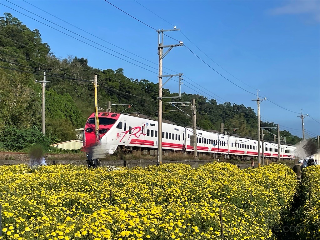 邱家古厝⟩苗栗銅鑼景點，季節限定的黃白紫杭菊花海，也是鐵道迷必追景點之一，火車、杭菊同時入鏡美不勝收 @果果愛Fruitlove