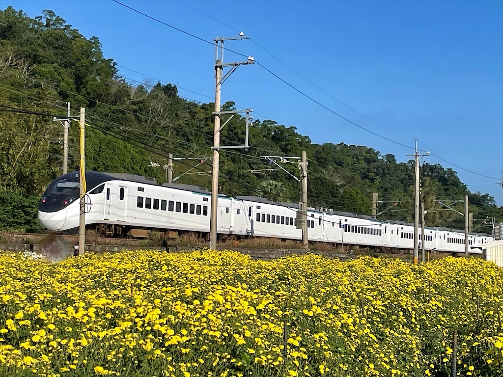 邱家古厝⟩苗栗銅鑼景點，季節限定的黃白紫杭菊花海，也是鐵道迷必追景點之一，火車、杭菊同時入鏡美不勝收 @果果愛Fruitlove