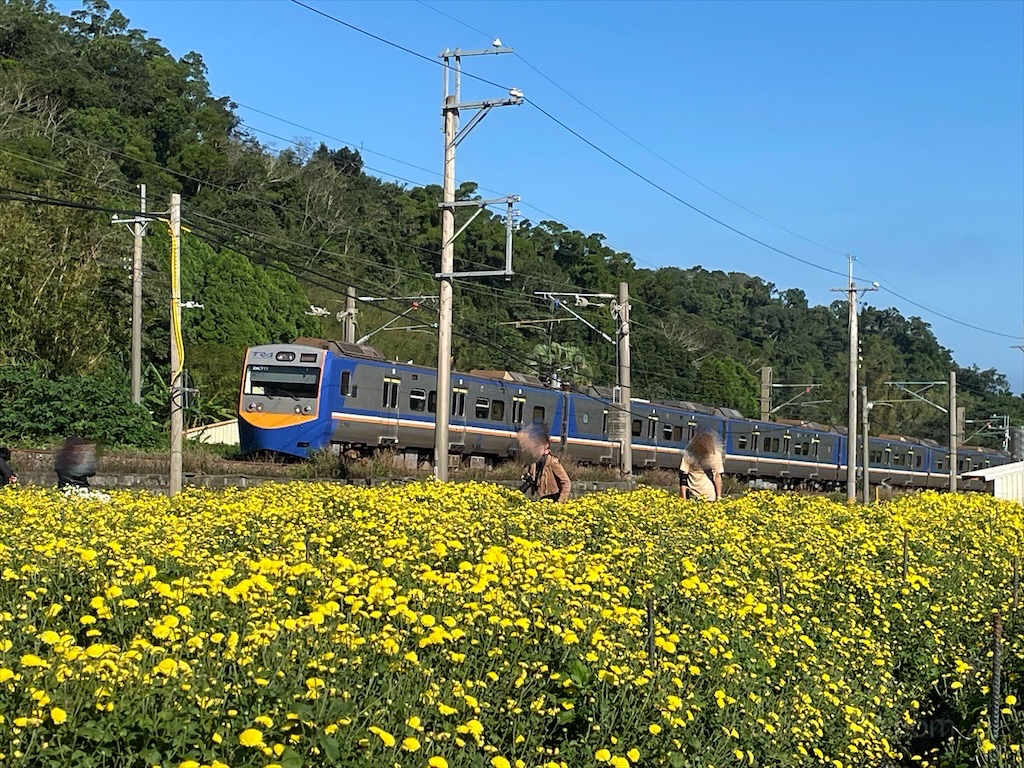 邱家古厝⟩苗栗銅鑼景點，季節限定的黃白紫杭菊花海，也是鐵道迷必追景點之一，火車、杭菊同時入鏡美不勝收 @果果愛Fruitlove