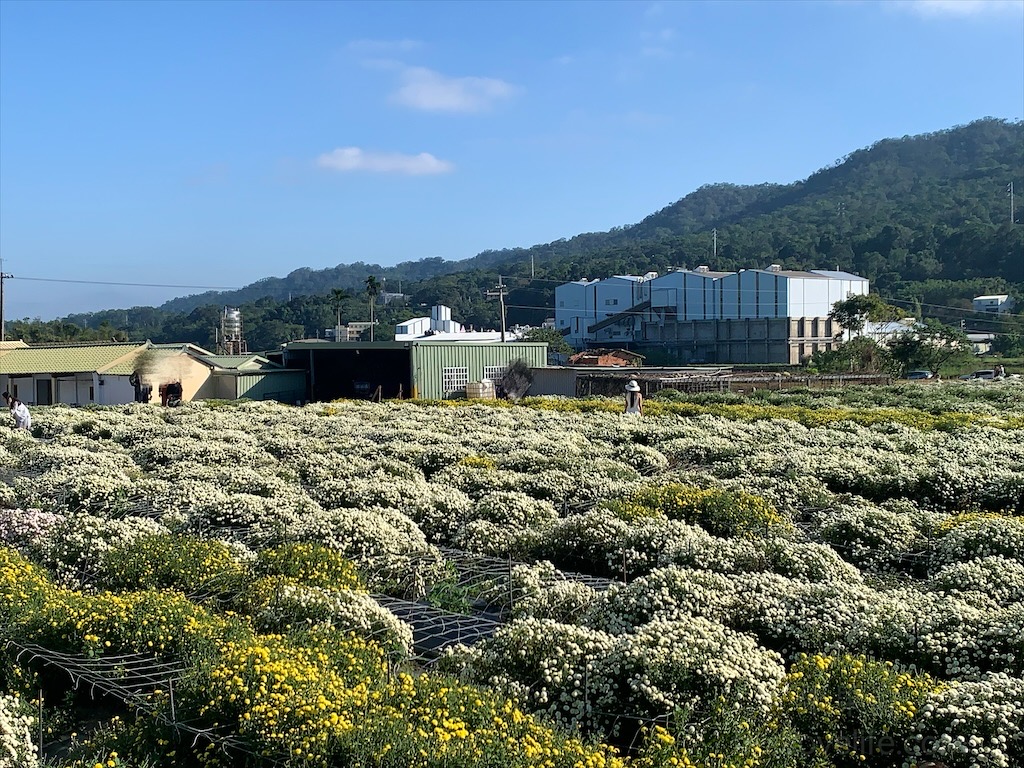 邱家古厝⟩苗栗銅鑼景點，季節限定的黃白紫杭菊花海，也是鐵道迷必追景點之一，火車、杭菊同時入鏡美不勝收 @果果愛Fruitlove