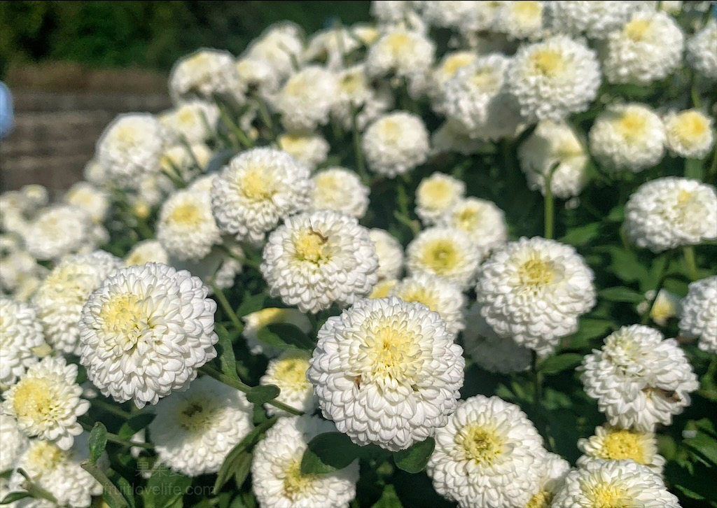 邱家古厝⟩苗栗銅鑼景點，季節限定的黃白紫杭菊花海，也是鐵道迷必追景點之一，火車、杭菊同時入鏡美不勝收 @果果愛Fruitlove