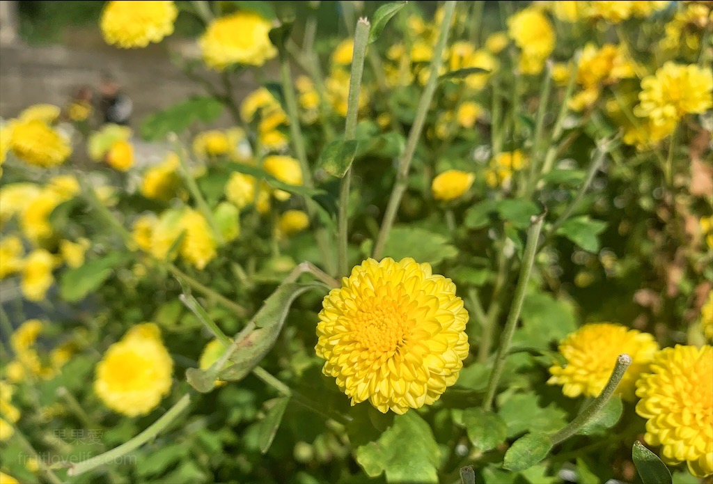 邱家古厝⟩苗栗銅鑼景點，季節限定的黃白紫杭菊花海，也是鐵道迷必追景點之一，火車、杭菊同時入鏡美不勝收 @果果愛Fruitlove