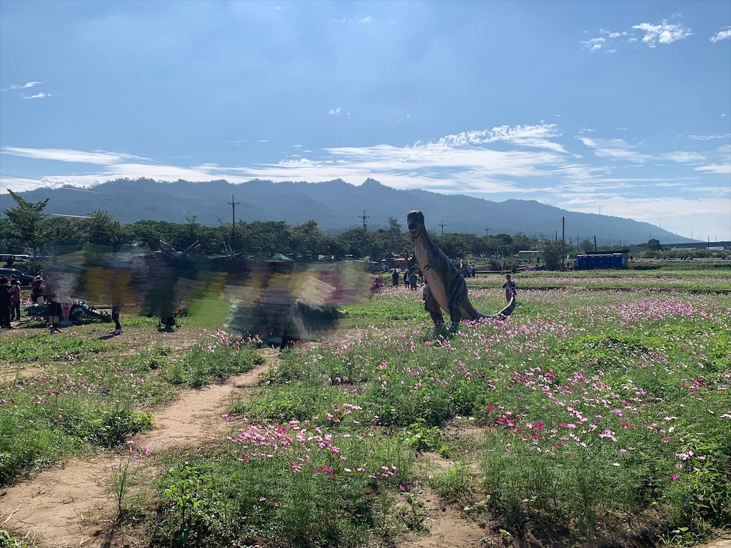 秋美人農場⟩苗栗銅鑼親子景點，週末帶小孩來體驗小農採杭菊，還有簡易導覽，更認識杭菊品種和烘花過程 @果果愛Fruitlove