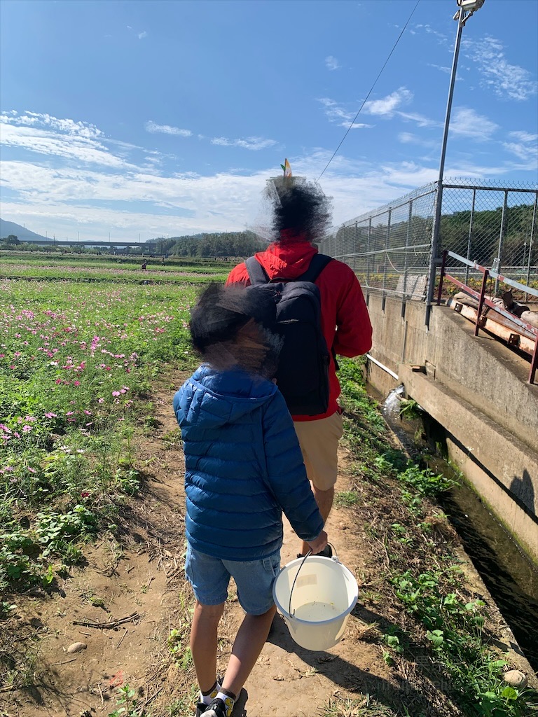 秋美人農場⟩苗栗銅鑼親子景點，週末帶小孩來體驗小農採杭菊，還有簡易導覽，更認識杭菊品種和烘花過程 @果果愛Fruitlove