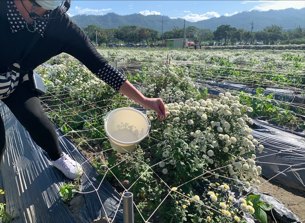 秋美人農場⟩苗栗銅鑼親子景點，週末帶小孩來體驗小農採杭菊，還有簡易導覽，更認識杭菊品種和烘花過程 @果果愛Fruitlove