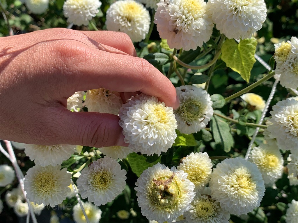 英姐專業去刺虱目魚⟩讓人想再回訪的生鮮，品質新鮮，真材實料的好味道 @果果愛Fruitlove