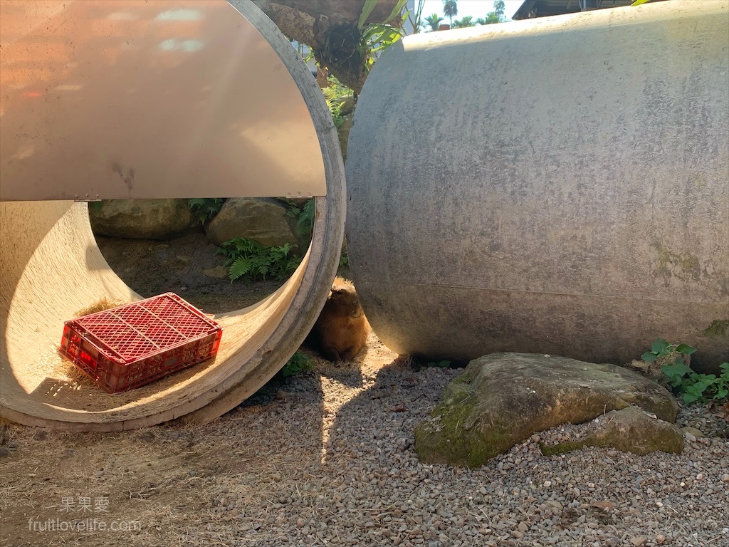 鹿芝谷生態景觀園區⟩南投鹿谷景點，許多超萌的可愛小動物，也有超人氣的水豚君(卡皮巴拉)，加上山巒景色讓人感到美不勝收 @果果愛Fruitlove