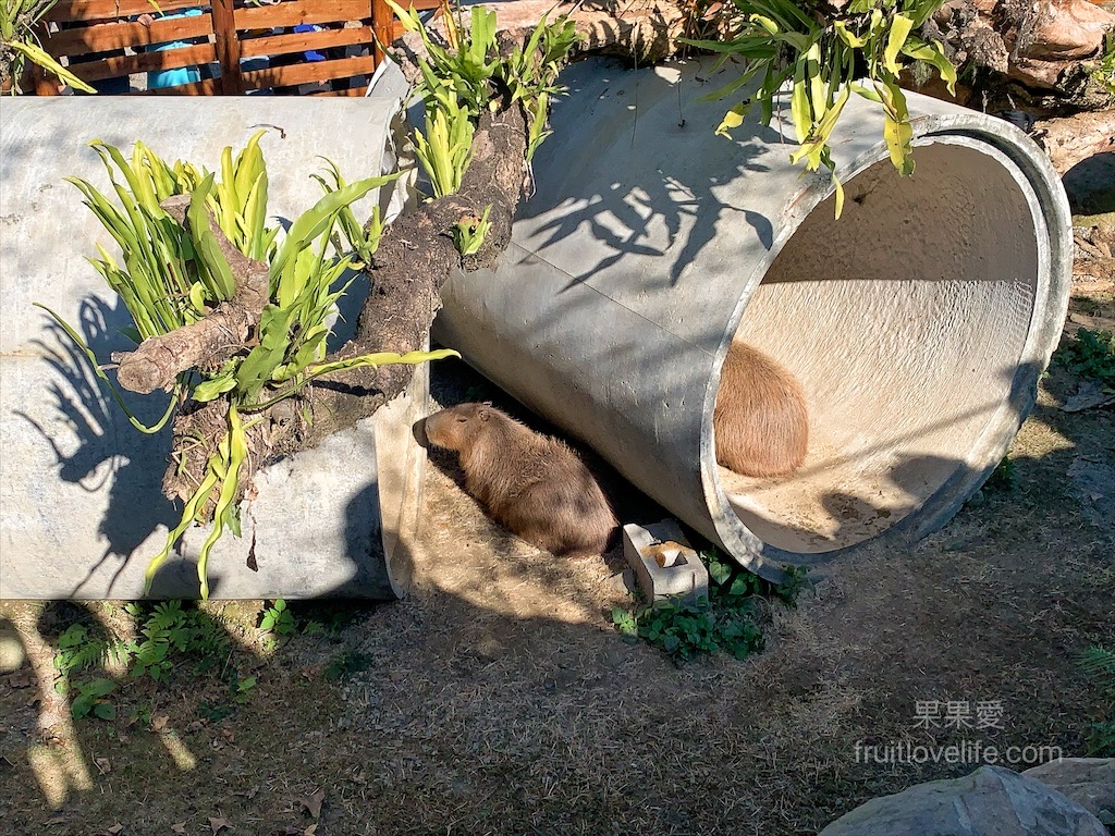 鹿芝谷生態景觀園區⟩南投鹿谷景點，許多超萌的可愛小動物，也有超人氣的水豚君(卡皮巴拉)，加上山巒景色讓人感到美不勝收 @果果愛Fruitlove