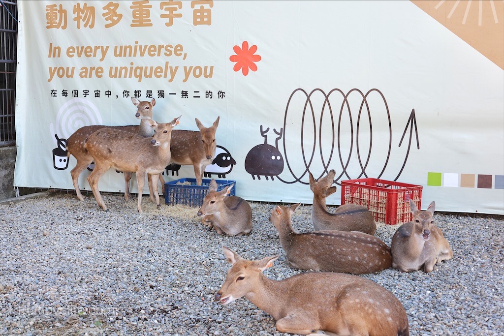 鹿芝谷生態景觀園區⟩南投鹿谷景點，許多超萌的可愛小動物，也有超人氣的水豚君(卡皮巴拉)，加上山巒景色讓人感到美不勝收 @果果愛Fruitlove