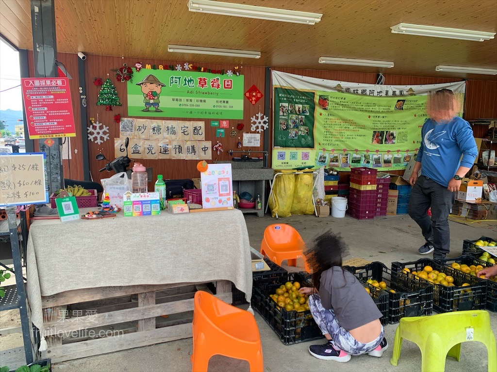 阿地草莓園⟩南投國姓採果景點，這次帶小孩來草莓園不是來採草莓，是來體驗採砂糖橘 @果果愛Fruitlove