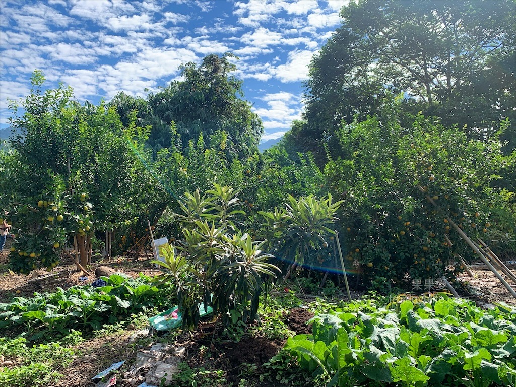 阿地草莓園⟩南投國姓採果景點，這次帶小孩來草莓園不是來採草莓，是來體驗採砂糖橘 @果果愛Fruitlove