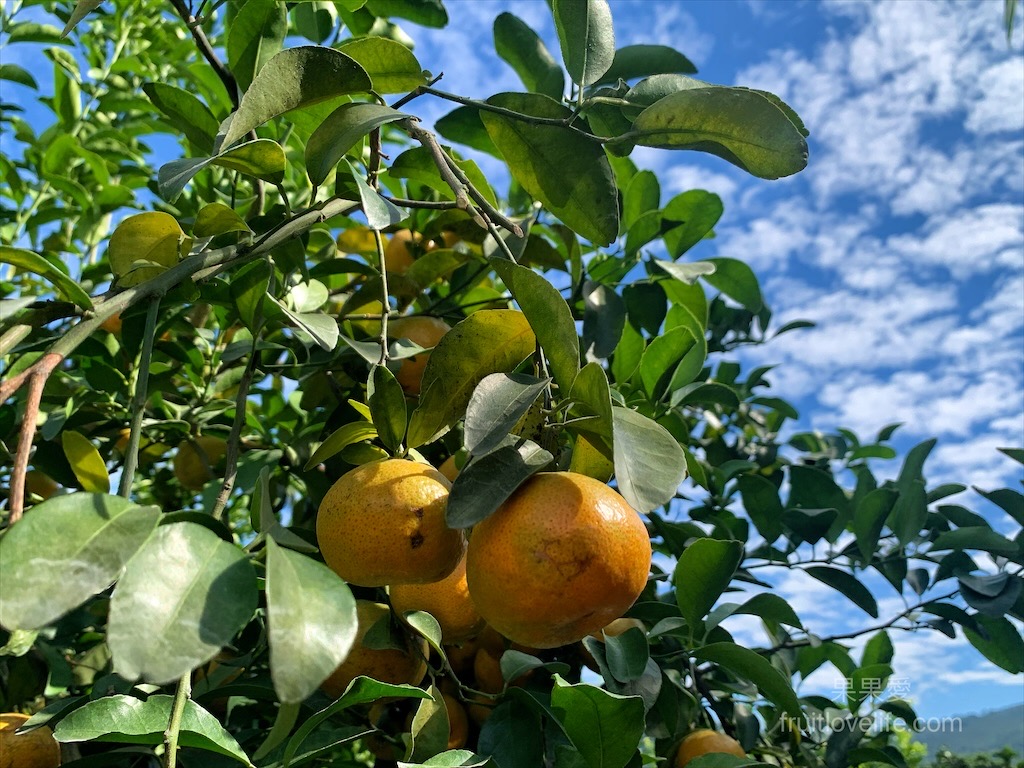 阿地草莓園⟩南投國姓採果景點，這次帶小孩來草莓園不是來採草莓，是來體驗採砂糖橘 @果果愛Fruitlove