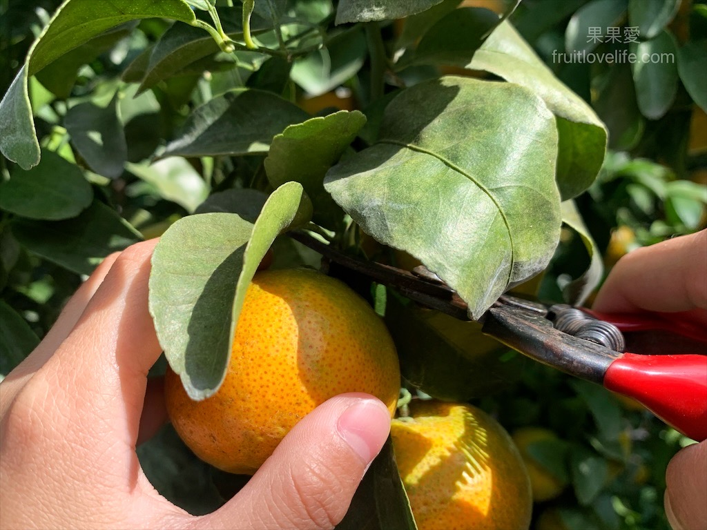 阿地草莓園⟩南投國姓採果景點，這次帶小孩來草莓園不是來採草莓，是來體驗採砂糖橘 @果果愛Fruitlove