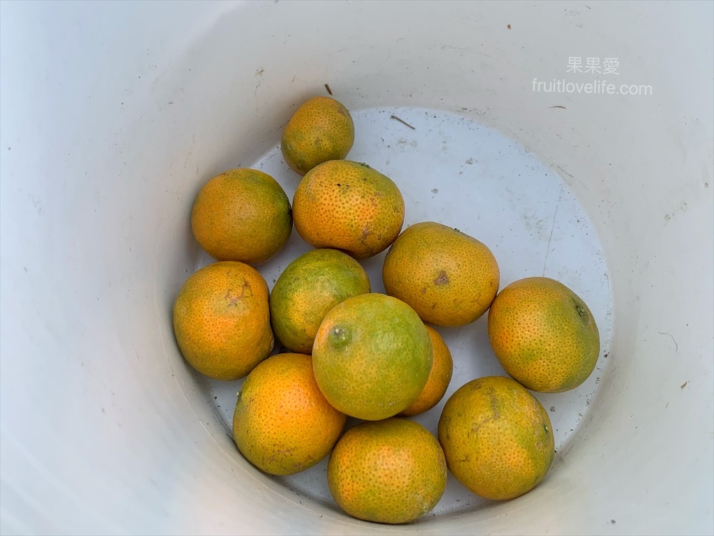 阿地草莓園⟩南投國姓採果景點，這次帶小孩來草莓園不是來採草莓，是來體驗採砂糖橘 @果果愛Fruitlove