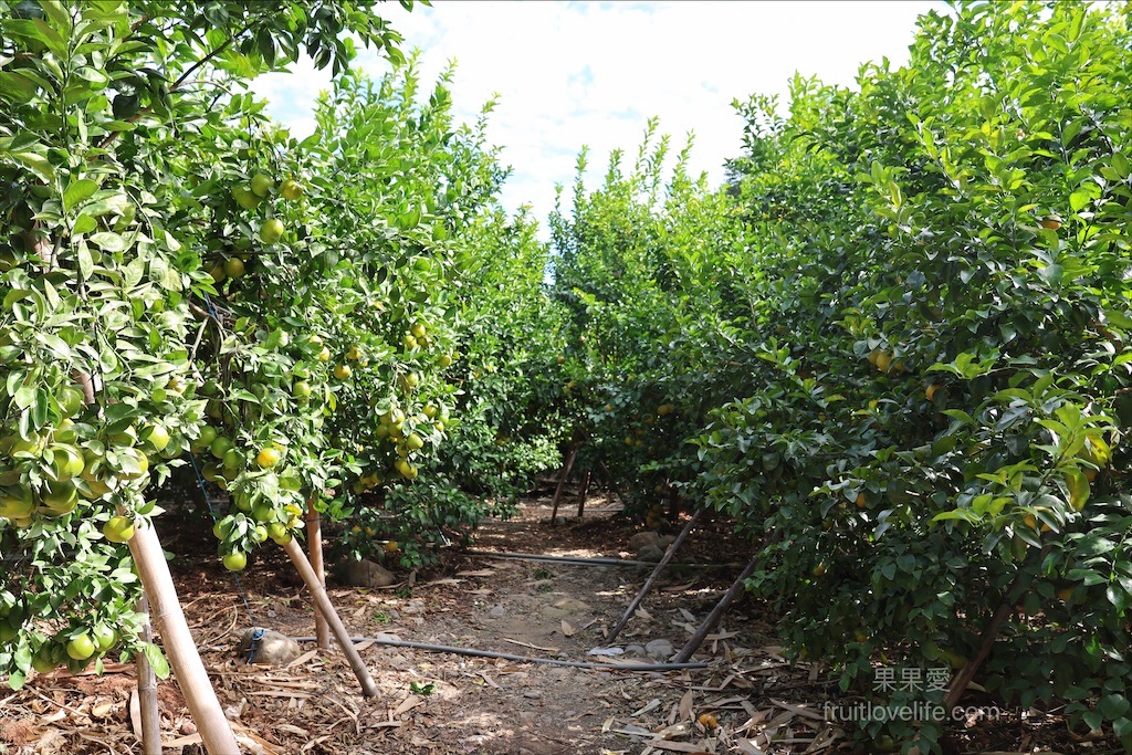 阿地草莓園⟩南投國姓採果景點，這次帶小孩來草莓園不是來採草莓，是來體驗採砂糖橘 @果果愛Fruitlove