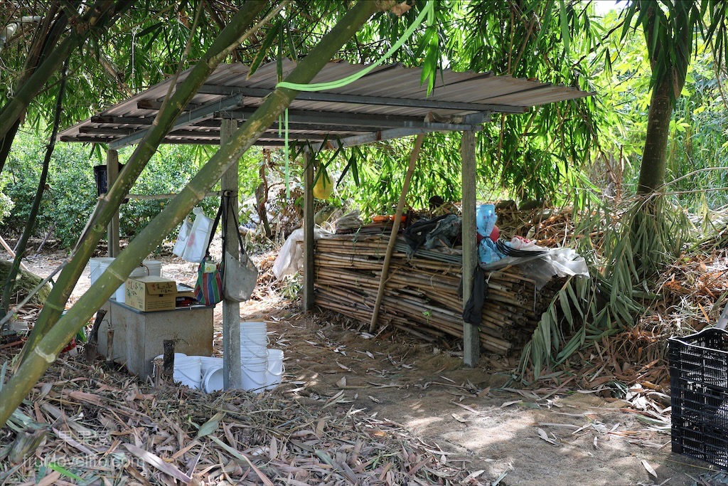 阿地草莓園⟩南投國姓採果景點，這次帶小孩來草莓園不是來採草莓，是來體驗採砂糖橘 @果果愛Fruitlove