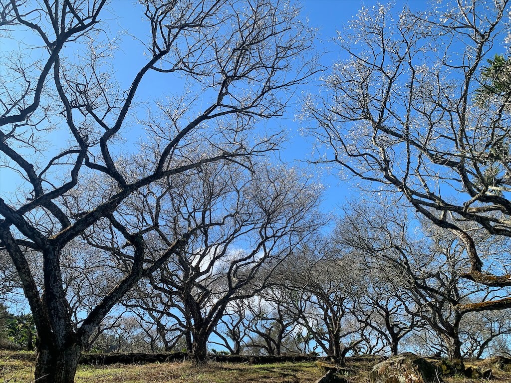 中寮劉家梅園⟩南投中寮免費賞梅景點，梅花祭開跑囉!超過百年的梅王就在這，園區大約兩百多棵梅樹，免費入園賞梅 @果果愛Fruitlove