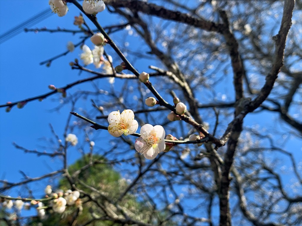 中寮劉家梅園⟩南投中寮免費賞梅景點，梅花祭開跑囉!超過百年的梅王就在這，園區大約兩百多棵梅樹，免費入園賞梅 @果果愛Fruitlove