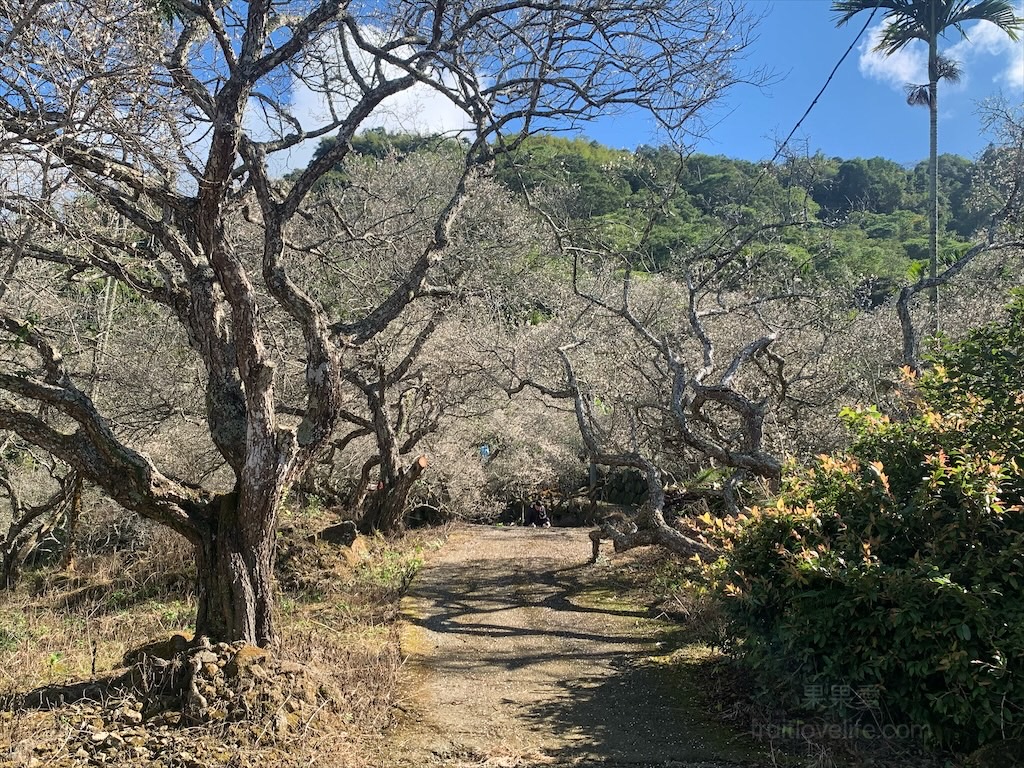 中寮劉家梅園⟩南投中寮免費賞梅景點，梅花祭開跑囉!超過百年的梅王就在這，園區大約兩百多棵梅樹，免費入園賞梅 @果果愛Fruitlove