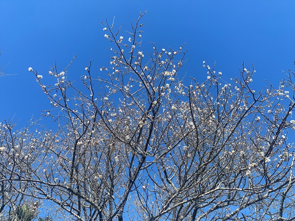 中寮劉家梅園⟩南投中寮免費賞梅景點，梅花祭開跑囉!超過百年的梅王就在這，園區大約兩百多棵梅樹，免費入園賞梅 @果果愛Fruitlove