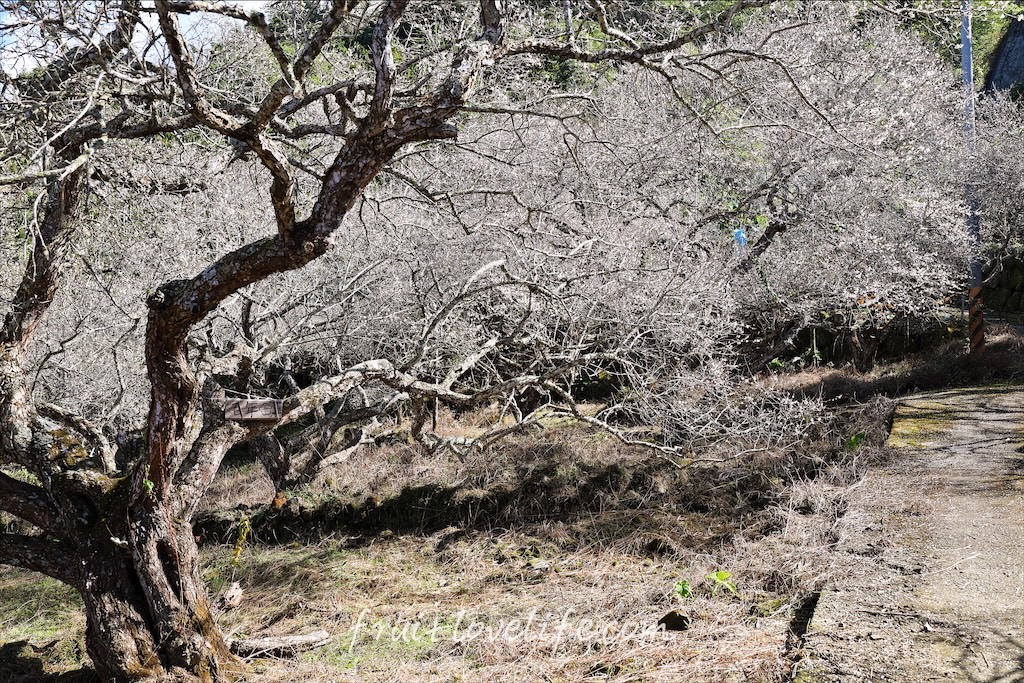 中寮劉家梅園⟩南投中寮免費賞梅景點，梅花祭開跑囉!超過百年的梅王就在這，園區大約兩百多棵梅樹，免費入園賞梅 @果果愛Fruitlove