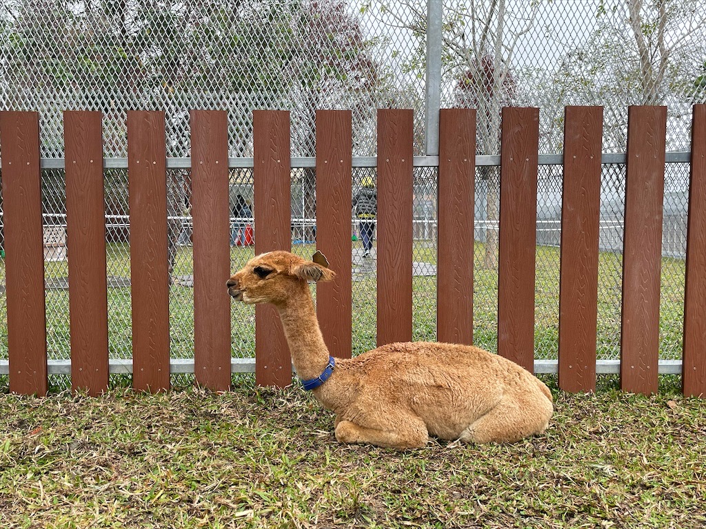 水与松萌萌園⟩南投埔里景點，許多可愛的超萌小動物，有超人氣的水豚君(卡皮巴拉)、笑笑羊，可以零距離和牠們互動 @果果愛Fruitlove