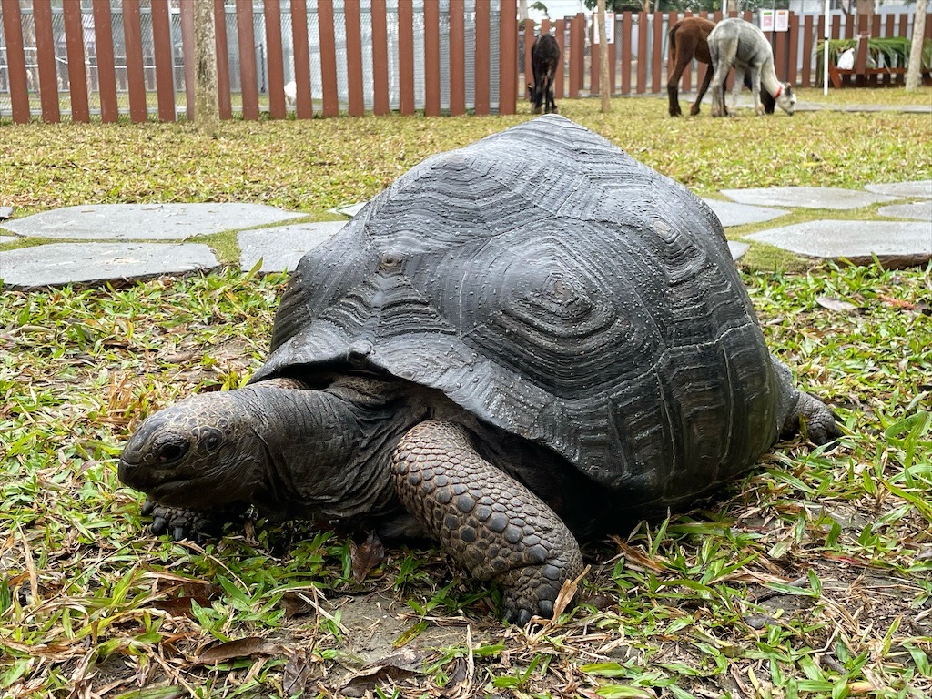 水与松萌萌園⟩南投埔里景點，許多可愛的超萌小動物，有超人氣的水豚君(卡皮巴拉)、笑笑羊，可以零距離和牠們互動 @果果愛Fruitlove