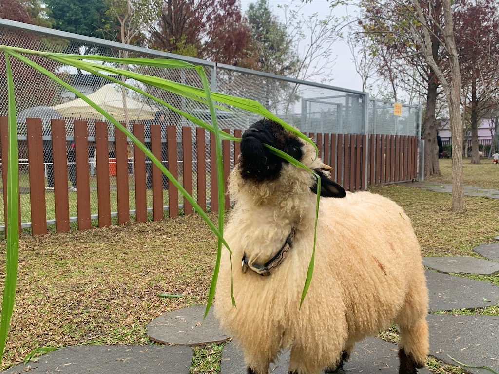 水与松萌萌園⟩南投埔里景點，許多可愛的超萌小動物，有超人氣的水豚君(卡皮巴拉)、笑笑羊，可以零距離和牠們互動 @果果愛Fruitlove