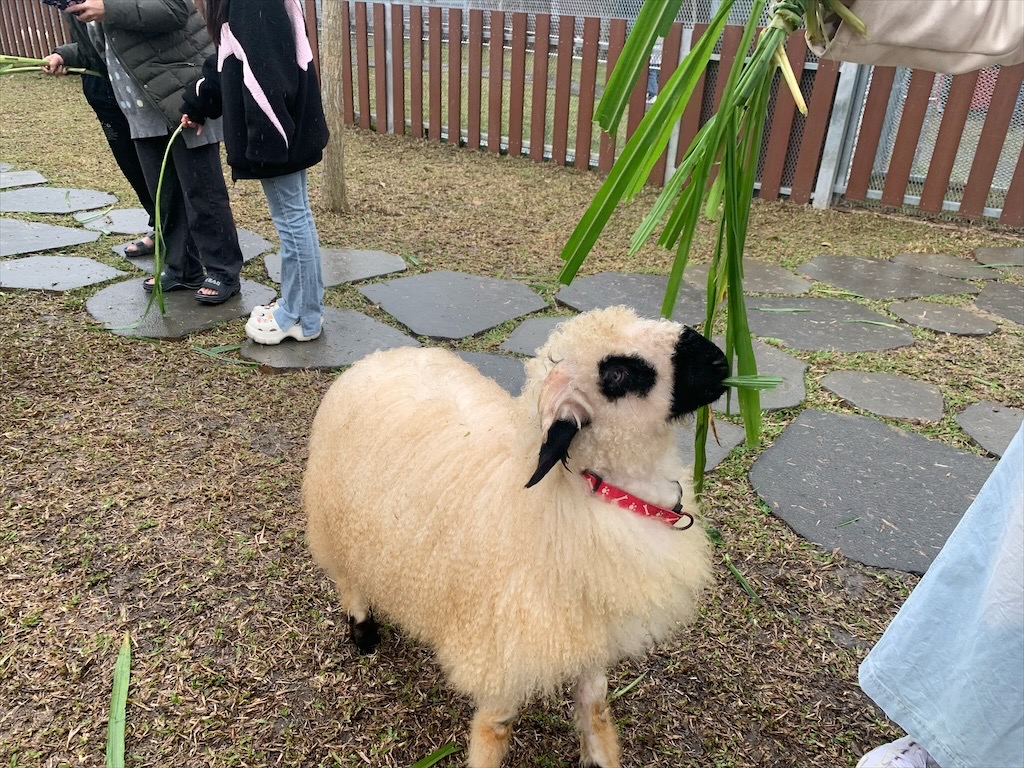 水与松萌萌園⟩南投埔里景點，許多可愛的超萌小動物，有超人氣的水豚君(卡皮巴拉)、笑笑羊，可以零距離和牠們互動 @果果愛Fruitlove