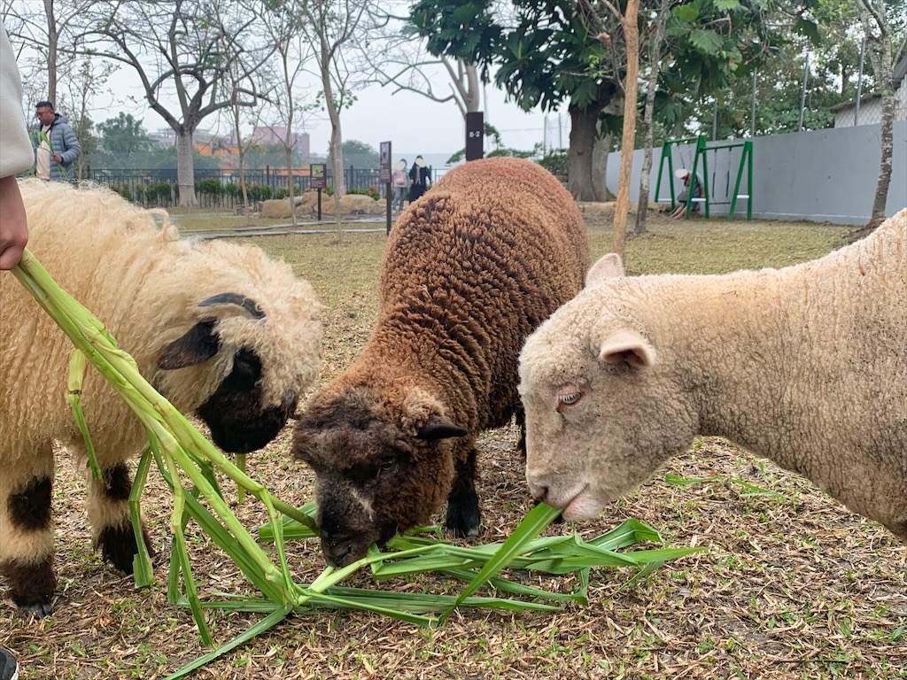 水与松萌萌園⟩南投埔里景點，許多可愛的超萌小動物，有超人氣的水豚君(卡皮巴拉)、笑笑羊，可以零距離和牠們互動 @果果愛Fruitlove