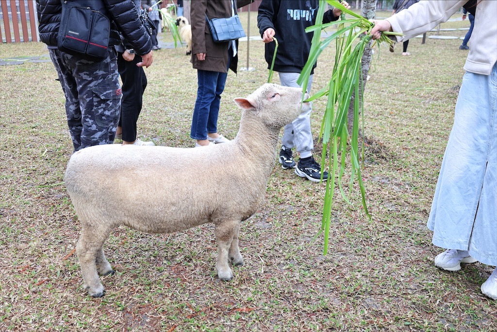 水与松萌萌園⟩南投埔里景點，許多可愛的超萌小動物，有超人氣的水豚君(卡皮巴拉)、笑笑羊，可以零距離和牠們互動 @果果愛Fruitlove