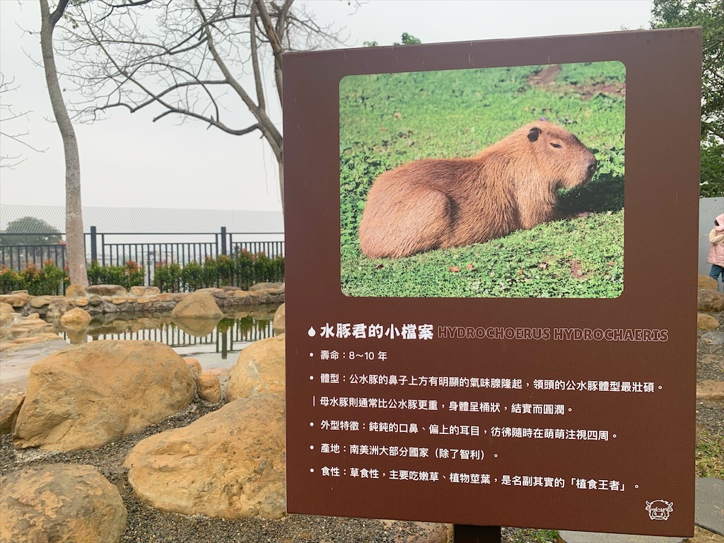 水与松萌萌園⟩南投埔里景點，許多可愛的超萌小動物，有超人氣的水豚君(卡皮巴拉)、笑笑羊，可以零距離和牠們互動 @果果愛Fruitlove