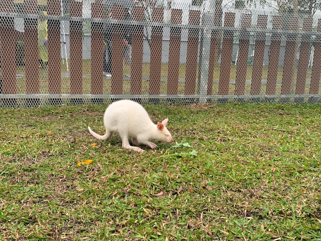 水与松萌萌園⟩南投埔里景點，許多可愛的超萌小動物，有超人氣的水豚君(卡皮巴拉)、笑笑羊，可以零距離和牠們互動 @果果愛Fruitlove