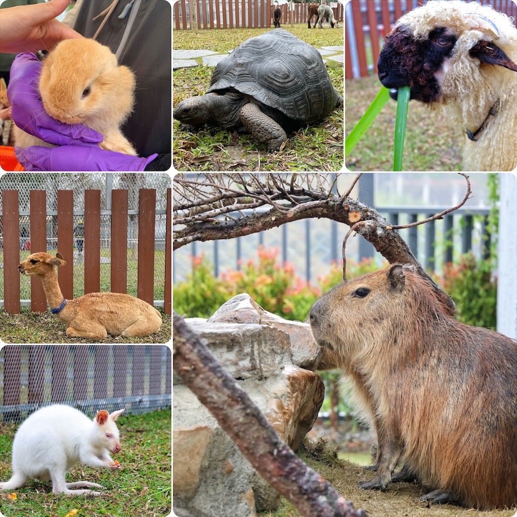 第8口鳳梨酥⟩香酥餅皮、微酸微甜、土鳳梨纖維，口感層次分明，還有多種口味可以選擇-伴手禮推薦 @果果愛Fruitlove