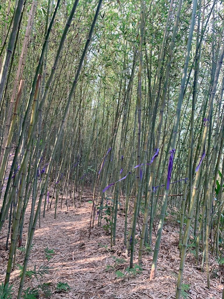 紫鳶山城-覓境莊園⟩苗栗銅鑼寵物友善住宿，蟲鳴鳥語、竹林群山環繞、星光點點，讓人和毛孩都感到放鬆的渡假莊園 @果果愛Fruitlove