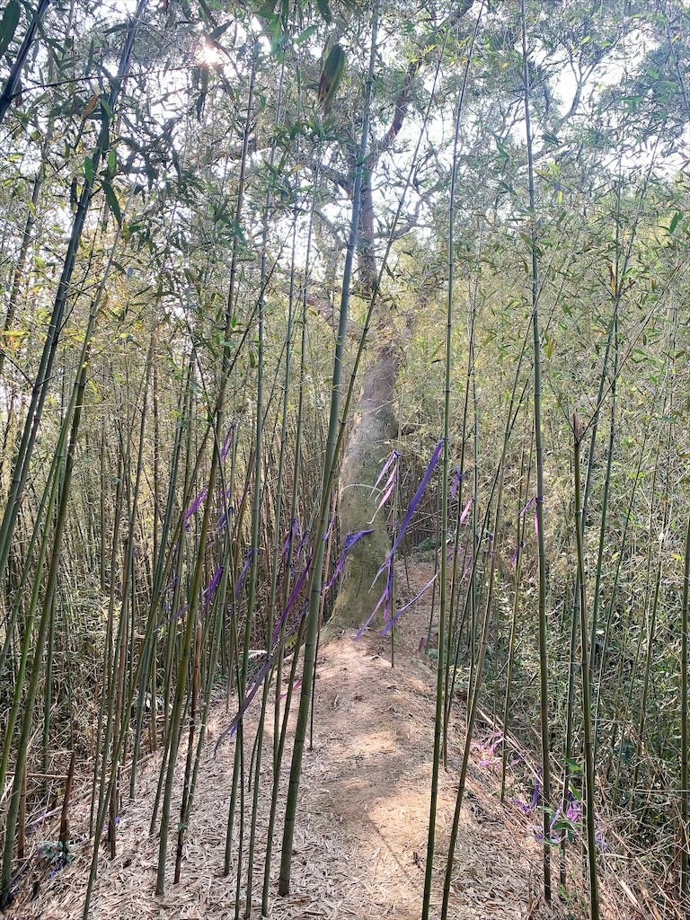 紫鳶山城-覓境莊園⟩苗栗銅鑼寵物友善住宿，蟲鳴鳥語、竹林群山環繞、星光點點，讓人和毛孩都感到放鬆的渡假莊園 @果果愛Fruitlove