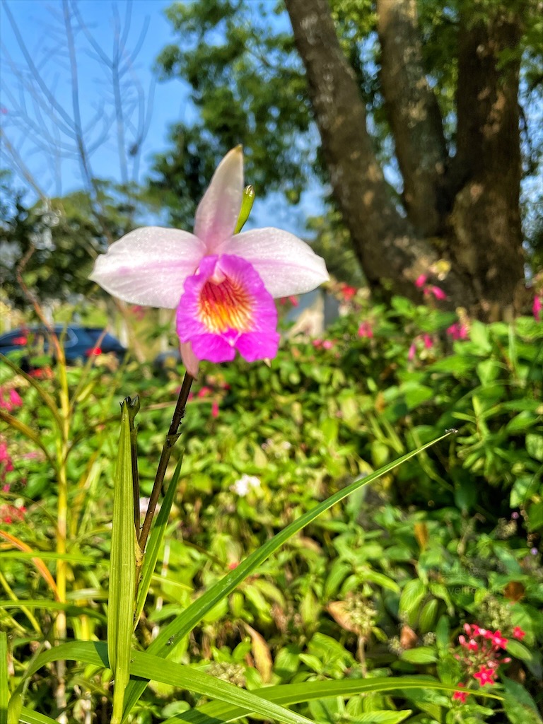 紫鳶山城-覓境莊園⟩苗栗銅鑼寵物友善住宿，蟲鳴鳥語、竹林群山環繞、星光點點，讓人和毛孩都感到放鬆的渡假莊園 @果果愛Fruitlove