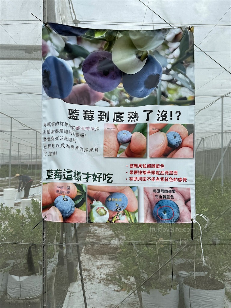 呼密藍莓農場霧峰園區⟩台中霧峰採果趣，親子採藍莓初體驗，農場自製的草莓和藍莓優格冰棒不能錯過 @果果愛Fruitlove