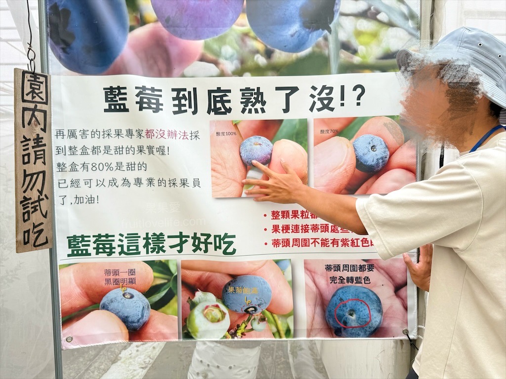 呼密藍莓農場霧峰園區⟩台中霧峰採果趣，親子採藍莓初體驗，農場自製的草莓和藍莓優格冰棒不能錯過 @果果愛Fruitlove