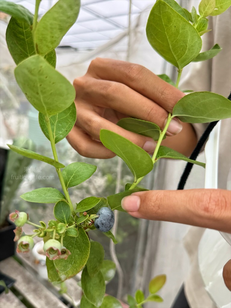 呼密藍莓農場霧峰園區⟩台中霧峰採果趣，親子採藍莓初體驗，農場自製的草莓和藍莓優格冰棒不能錯過 @果果愛Fruitlove