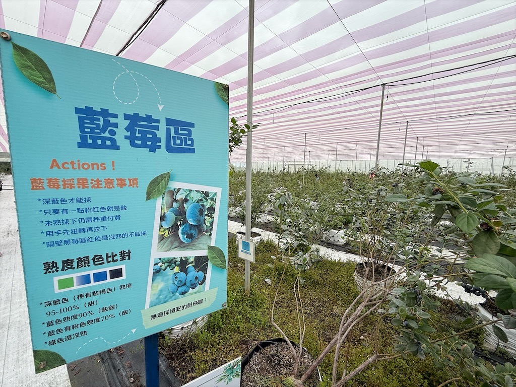 呼密藍莓農場霧峰園區⟩台中霧峰採果趣，親子採藍莓初體驗，農場自製的草莓和藍莓優格冰棒不能錯過 @果果愛Fruitlove